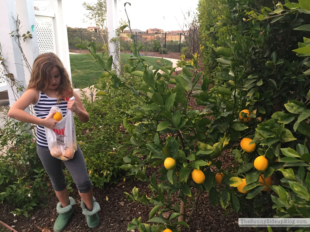 picking-lemons