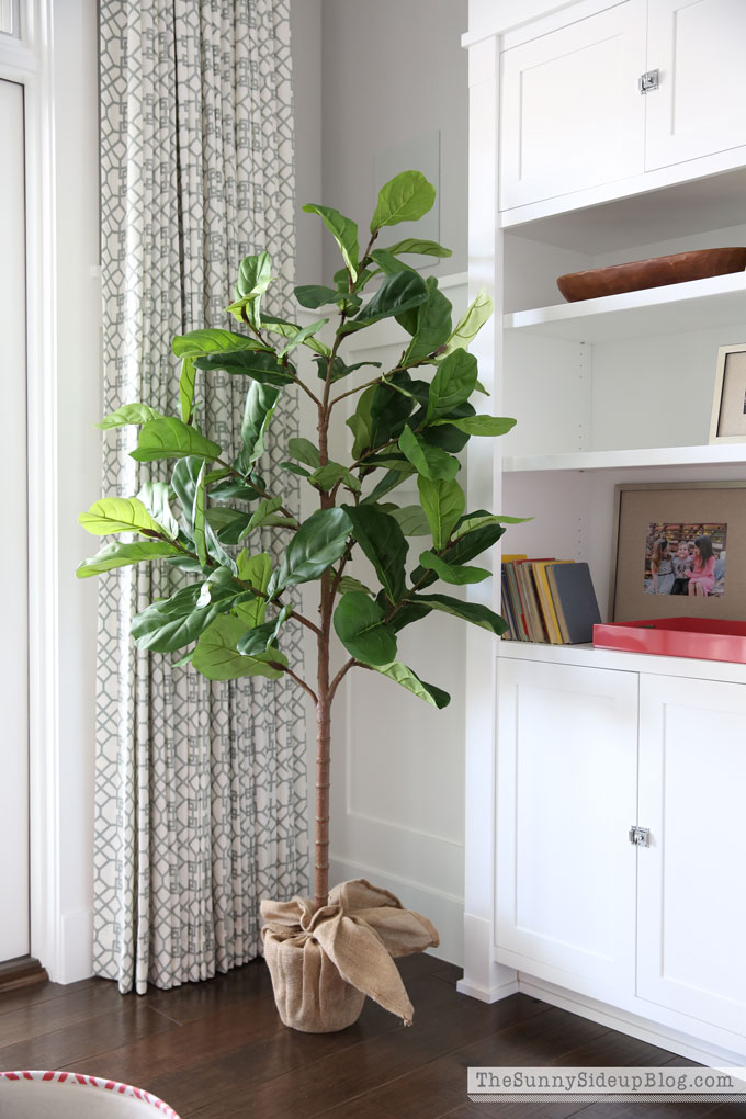 pottery-barn-fiddle-leaf-fig