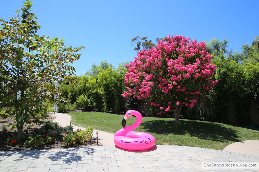 pink-crape-myrtle-tree