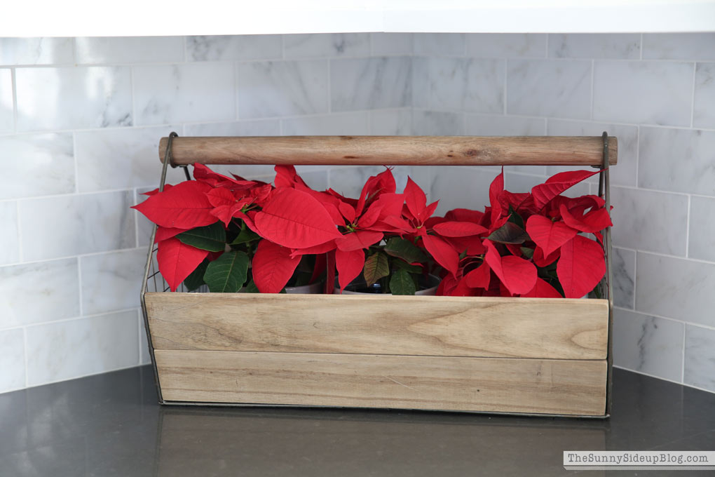 poinsettas-in-wooden-box