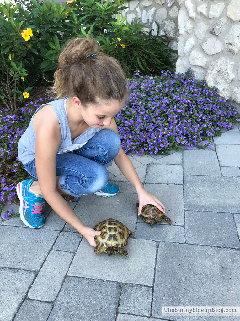 pet tortoise - Halloween porch