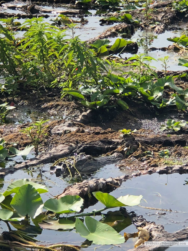 Alligator hunting (Sunny Side Up)