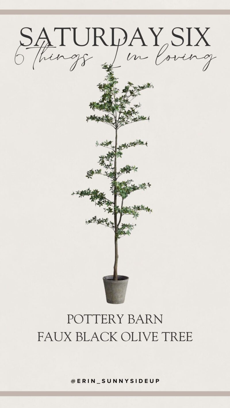 Pottery Barn Faux Olive Tree (Sunny Side Up)