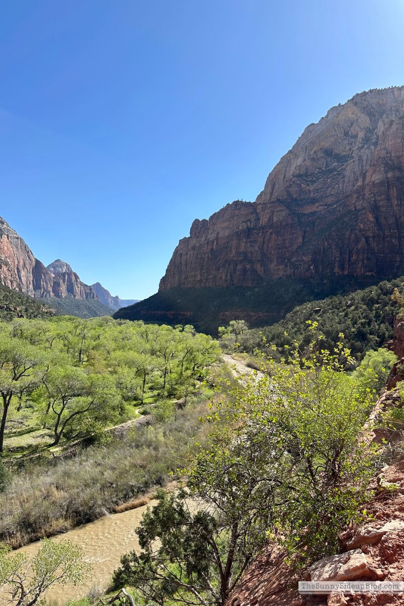 Zion (Sunny Side Up)