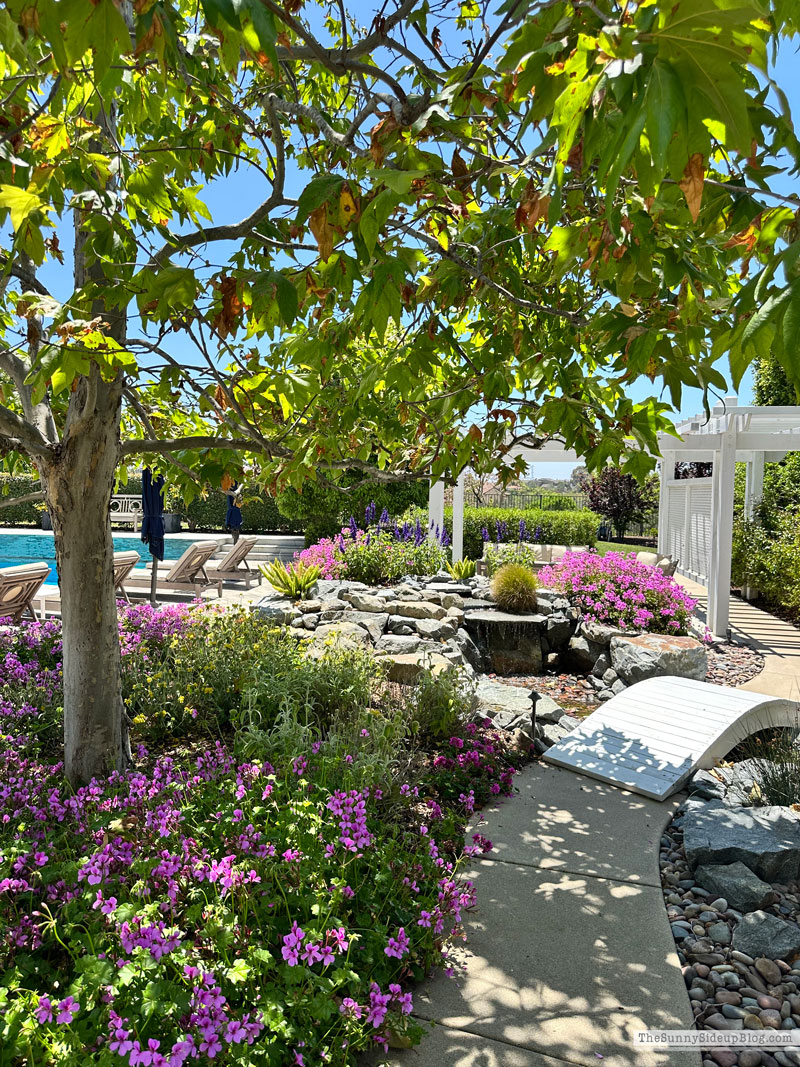 Backyard (Sunny Side Up)