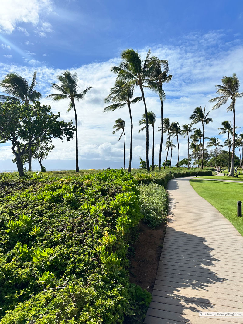 Maui 2025 (Sunny Side Up)