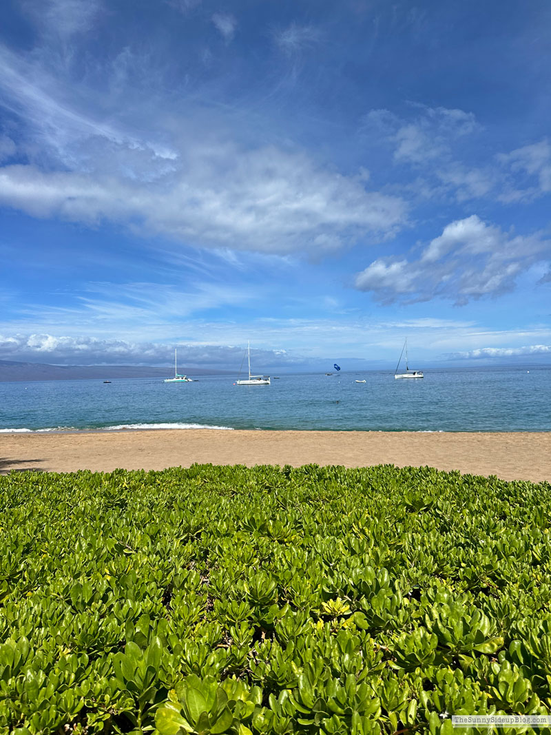 Maui 2025 (Sunny Side Up)