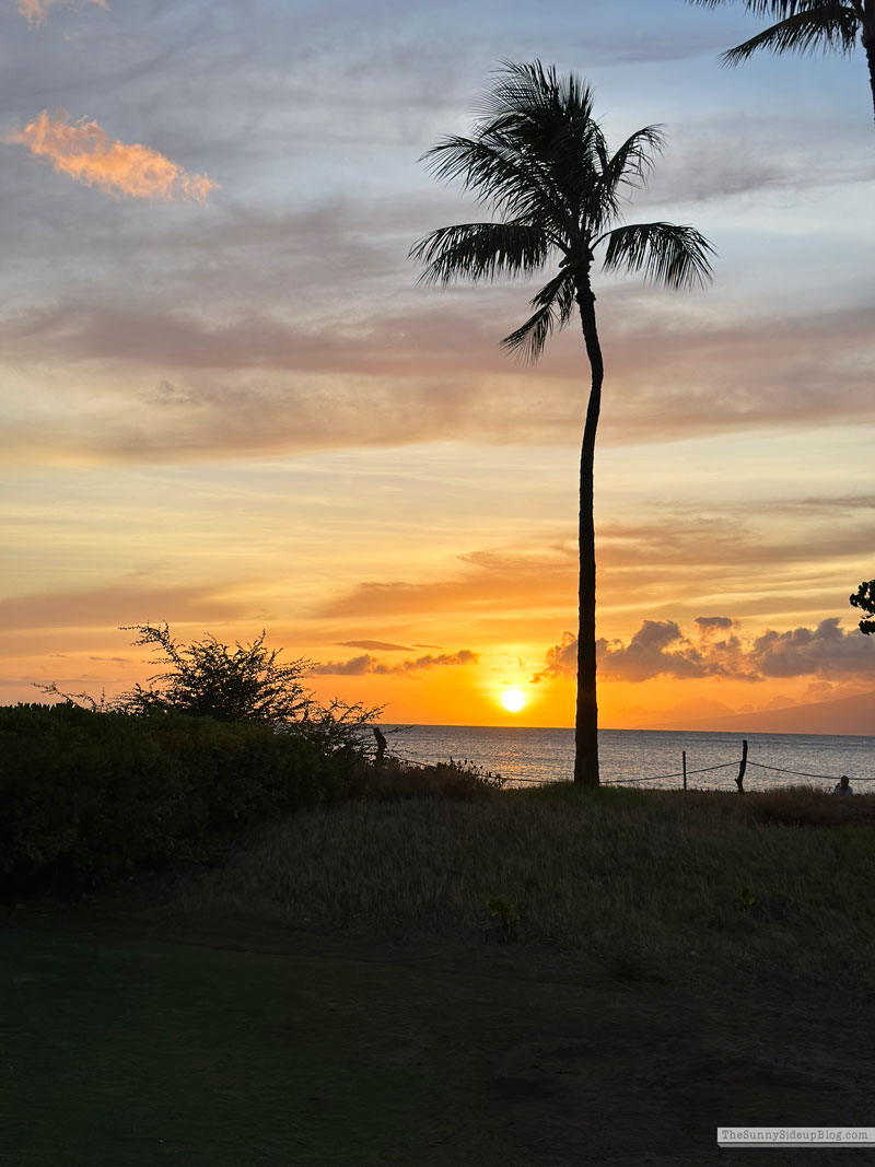 Maui 2025 (Sunny Side Up)