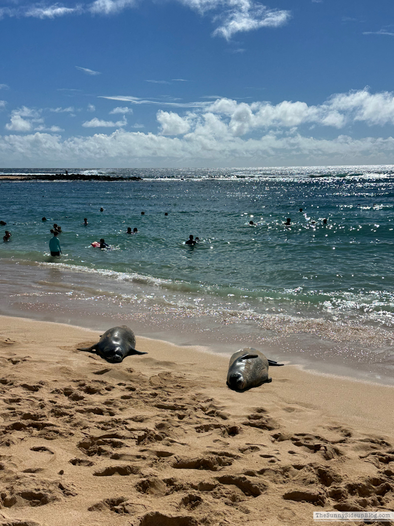 Happy 2026! (Sunny Side Up)